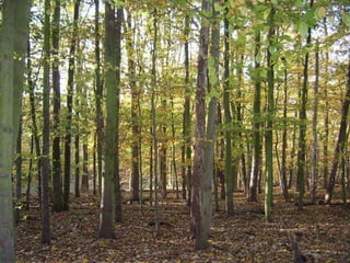 Knowing about the world using non-verbal cuesWho is being shot? Terrorists or partisans?