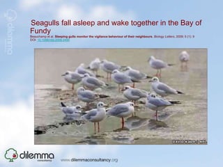 Separated sediment layers of marine bacteria communicate electronicallyNealson KH. Geomicrobiology: Sediment reactions defy dogma. Nature. [10.1038/4631033a]. 2010;463(7284):1033-4. 
