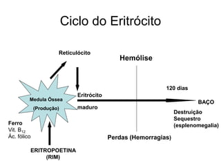 Ciclo do Eritrócito

                      Reticulócito
                                             Hemólise



                                                            120 dias
                             Eritrócito
         Medula Óssea
                                                                         BAÇO
             (Produção)      maduro
                                                                 Destruição
                                                                 Sequestro
Ferro                                                            (esplenomegalia)
Vit. B12
Ác. fólico                                Perdas (Hemorragias)

         ERITROPOETINA
              (RIM)
 