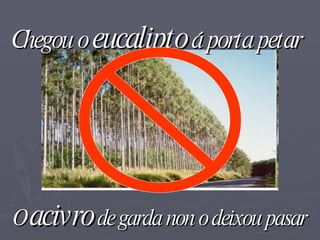 Chegou o  eucalipto  á porta petar O  acivro  de garda non o deixou pasar 
