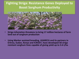 Fighting Striga: Resistance Genes Deployed to Boost Sorghum Productivity <ul><li>Striga infestation threatens to bring  17...