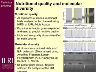 Napier grass smut and stunt resistance: Introducing the Project