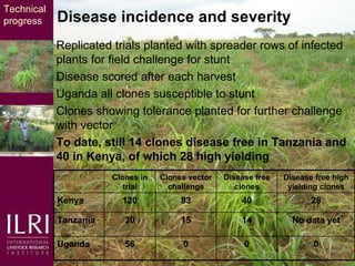 Napier grass smut and stunt resistance: Introducing the Project