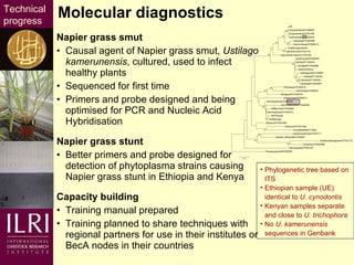Napier grass smut and stunt resistance: Introducing the Project