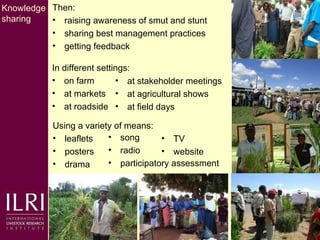 Napier grass smut and stunt resistance: Introducing the Project