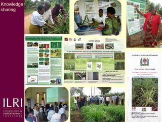 Napier grass smut and stunt resistance: Introducing the Project