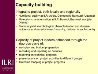 Napier grass smut and stunt resistance: Introducing the Project