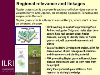 Napier grass smut and stunt resistance: Introducing the Project