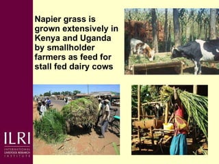 Napier grass smut and stunt resistance: Introducing the Project