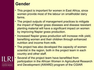 Napier grass smut and stunt resistance: Introducing the Project