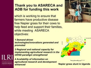 Napier grass smut and stunt resistance: Introducing the Project