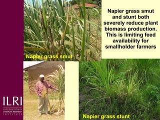 Napier grass smut and stunt resistance: Introducing the Project