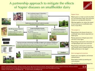 Napier grass smut and stunt resistance: Introducing the Project