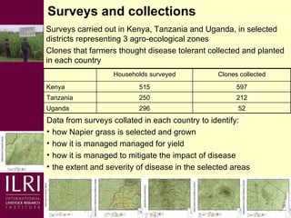 Napier grass smut and stunt resistance: Introducing the Project
