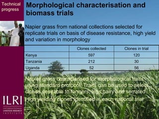 Napier grass smut and stunt resistance: Introducing the Project