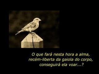 conseguirá ela voar...? O que fará nesta hora a alma, recém-liberta da gaiola do corpo, 