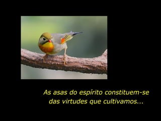 As asas do espírito constituem-se das virtudes que cultivamos... 