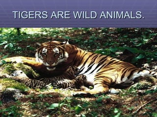TIGERS ARE WILD ANIMALS. 