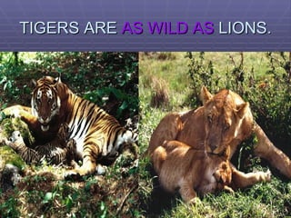 TIGERS ARE  AS WILD AS  LIONS. 