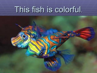 This fish is colorful . 
