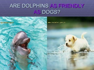 ARE DOLPHINS  AS FRIENDLY   AS  DOGS? 