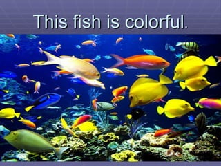 This fish is colorful . 