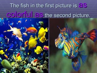 The fish in the first picture is  as   colorful as  the second picture. 