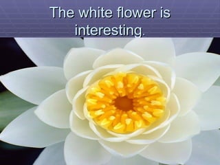 The white flower is interesting . 