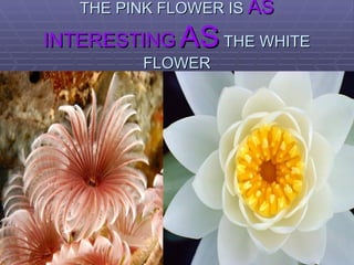 THE PINK FLOWER IS  AS INTERESTING   AS   THE WHITE FLOWER 
