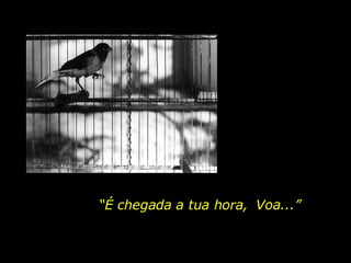 “ É chegada a tua hora,  Voa...” 
