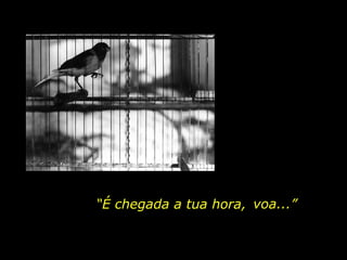 “É chegada a tua hora, voa...”
 