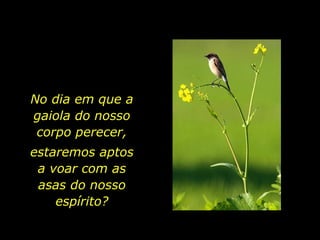 No dia em que a
gaiola do nosso
 corpo perecer,
estaremos aptos
 a voar com as
 asas do nosso
    espírito?
 