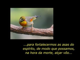 ...para fortalecermos as asas do
espírito, de modo que possamos,
 na hora da morte, alçar vôo...
 