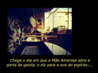 Chega o dia em que a Mãe Amorosa abre a porta da gaiola, e diz para a ave do espírito:... 