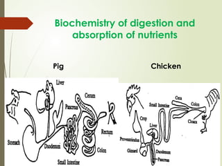 Animal Nutrition Notes ASAS 2104(2).pptx