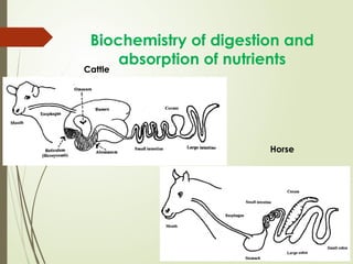 Animal Nutrition Notes ASAS 2104(2).pptx