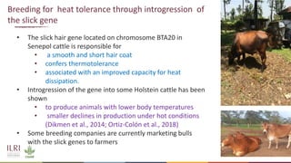 Genetics and genomic approaches for sustainable dairy cattle improvement in smallholder dairy systems