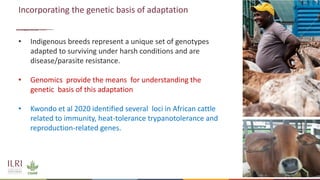 Genetics and genomic approaches for sustainable dairy cattle improvement in smallholder dairy systems