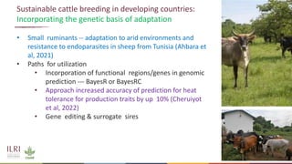 Genetics and genomic approaches for sustainable dairy cattle improvement in smallholder dairy systems