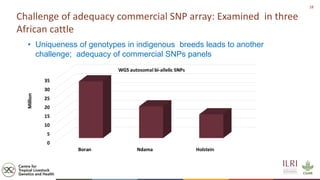 Genetics and genomic approaches for sustainable dairy cattle improvement in smallholder dairy systems
