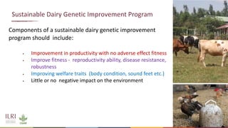 Genetics and genomic approaches for sustainable dairy cattle improvement in smallholder dairy systems