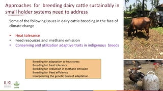 Genetics and genomic approaches for sustainable dairy cattle improvement in smallholder dairy systems