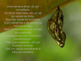 Uma semana atrás, só por curiosidade, Eu havia reservado, em um pé de canela da Índia, Algumas larvas de borboleta; Eram estranhas e de aparência horrível à vista. Mas na medida em que os dias iam passando Impressionava-me a estranha transformação  Pela qual passavam, até que ficassem imóveis  Sob um casulo semelhante à folha da caneleira. 