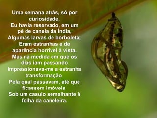 Uma semana atrás, só porUma semana atrás, só por
curiosidade,curiosidade,
Eu havia reservado, em umEu havia reservado, em um
pé de canela da Índia,pé de canela da Índia,
Algumas larvas de borboleta;Algumas larvas de borboleta;
Eram estranhas e deEram estranhas e de
aparência horrível à vista.aparência horrível à vista.
Mas na medida em que osMas na medida em que os
dias iam passandodias iam passando
Impressionava-me a estranhaImpressionava-me a estranha
transformaçãotransformação
Pela qual passavam, até quePela qual passavam, até que
ficassem imóveisficassem imóveis
Sob um casulo semelhante àSob um casulo semelhante à
folha da caneleira.folha da caneleira.
 