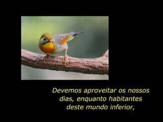 Devemos aproveitar os nossos dias, enquanto habitantes deste mundo inferior, 