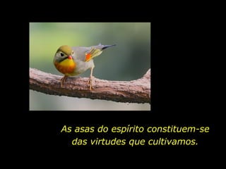 As asas do espírito constituem-se das virtudes que cultivamos. 