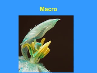 Macro 