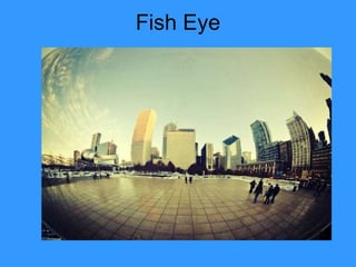 Fish Eye 
