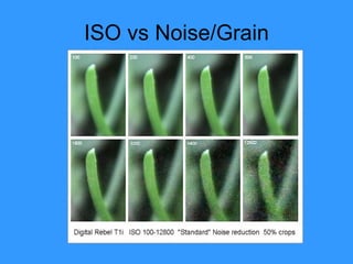 ISO vs Noise/Grain 