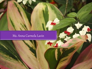 Ms. Anna Carmela Lavin
 
